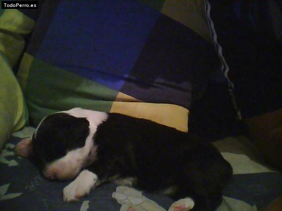 La foto del perro Milly Foto del perro Milly