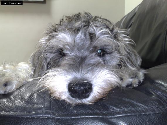 La foto del perro Lalo Foto del perro Lalo