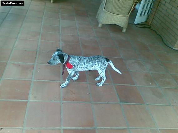 Foto del perro Domino