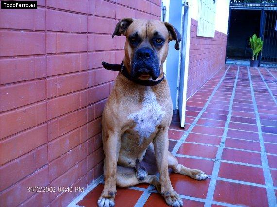 Foto del perro Rocko