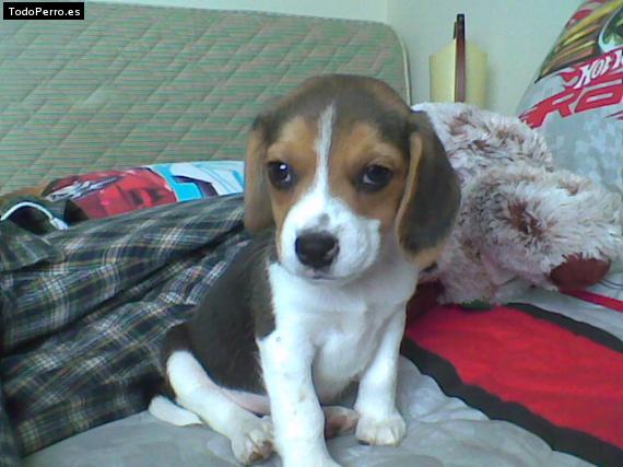 Foto del perro Tony