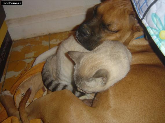Foto del perro Tobbi