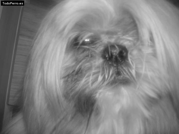 La foto del perro