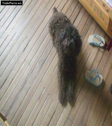 La foto del perro Pipo Foto del perro Pipo