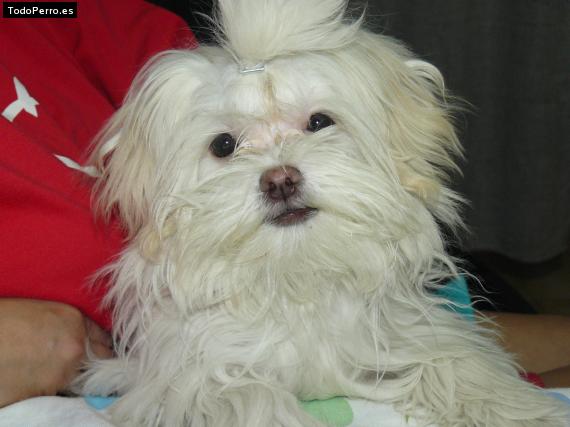 Foto del perro Rocky