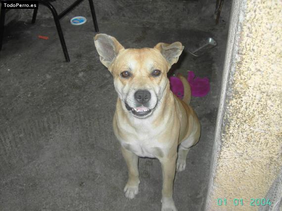 Foto del perro Cachi