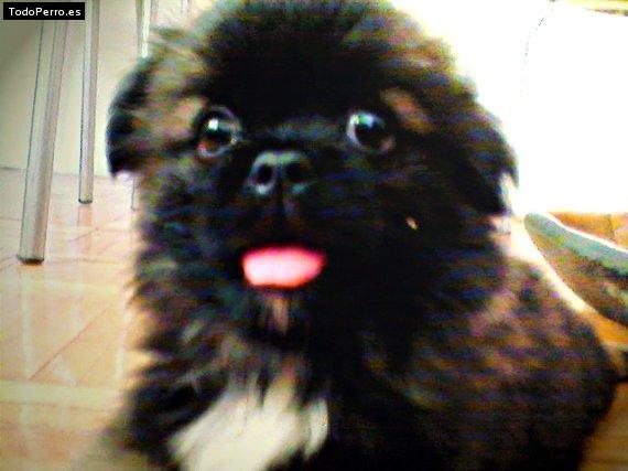 Foto del perro Chewie