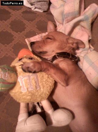 Foto del perro Huber