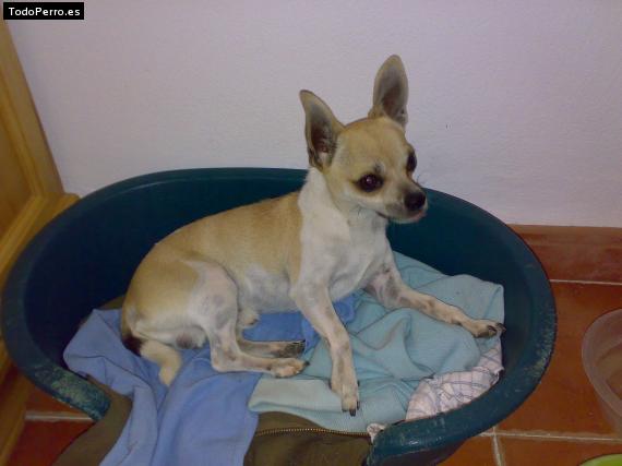 Foto del perro Chorla