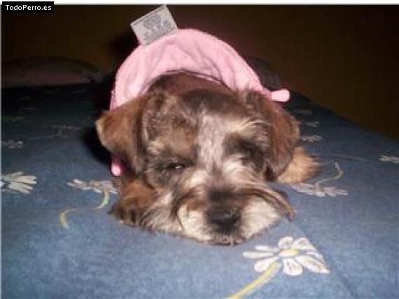 La foto del perro Roberta Foto del perro Roberta