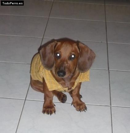 Foto del perro Makiabelo