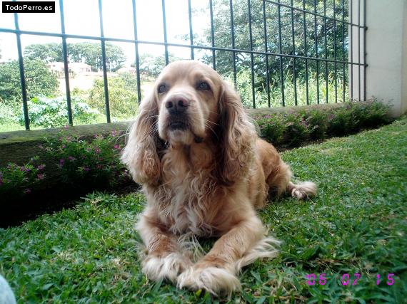 Foto del perro Eros