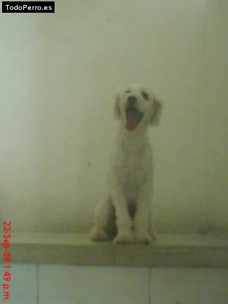 Foto del perro Cuxo