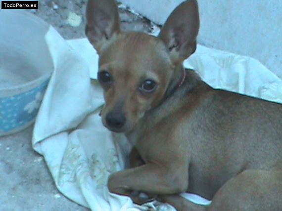 Foto del perro Capitan