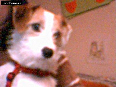 Foto del perro Chispita