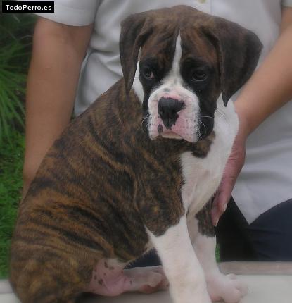 La foto del perro Rory Foto del perro Rory