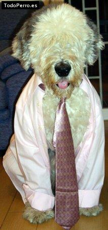 Foto del perro Neo