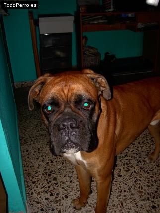 Foto del perro Thor