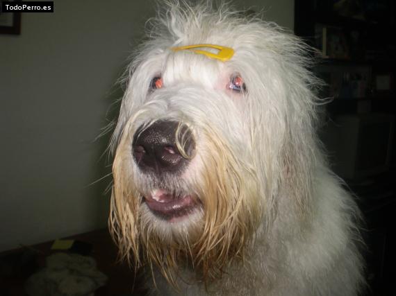 La foto del perro Ralph Foto del perro Ralph