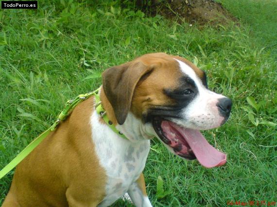 Foto del perro Winnie