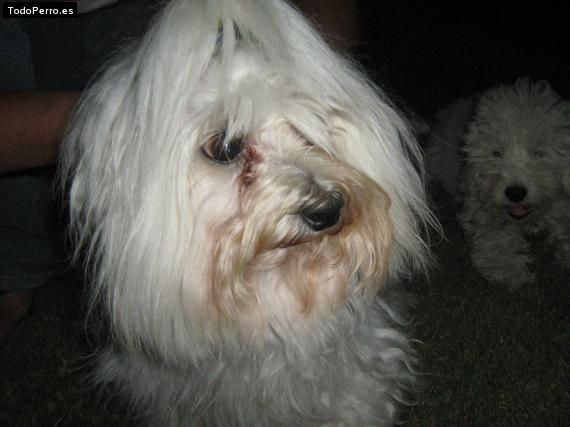 La foto del perro Ringo Foto del perro Ringo