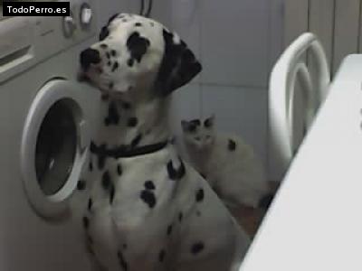 La foto del perro