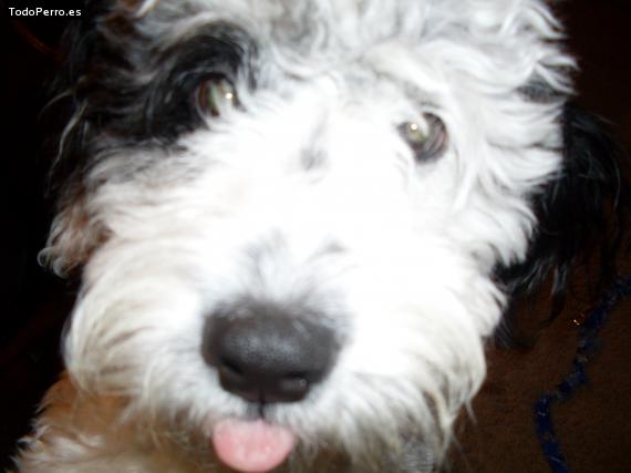 Foto del perro Toto