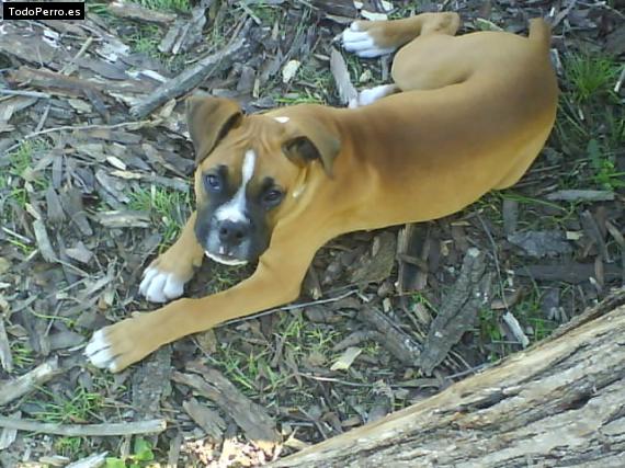 La foto del perro Romeo Foto del perro Romeo