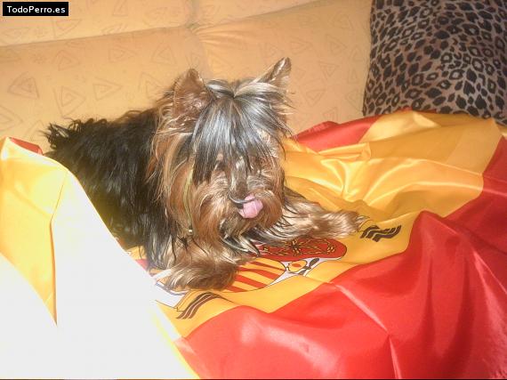 La foto del perro