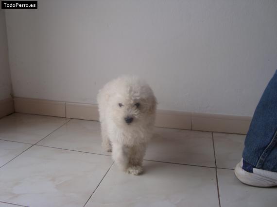 La foto del perro Rab Foto del perro Rab