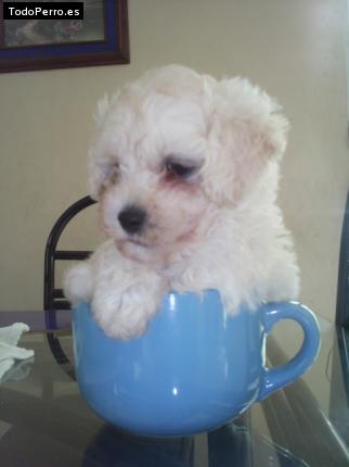 Foto del perro Cuco