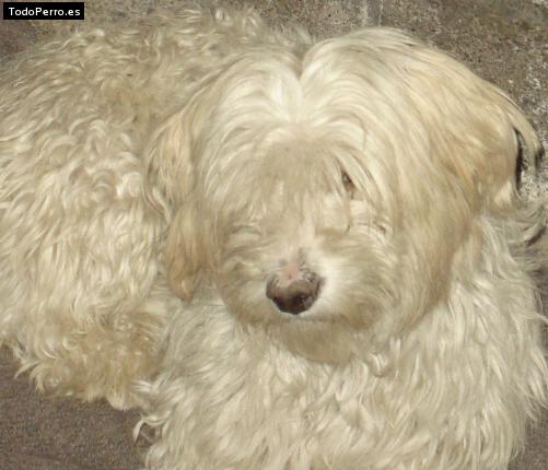 Foto del perro Coffee