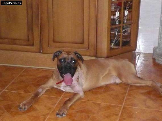 La foto del perro Lukas Foto del perro Lukas