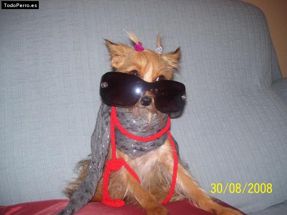 La foto del perro Pamy Foto del perro Pamy