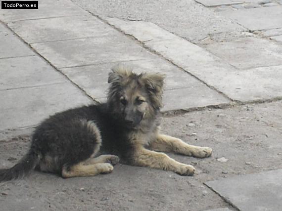 Foto del perro Alonso