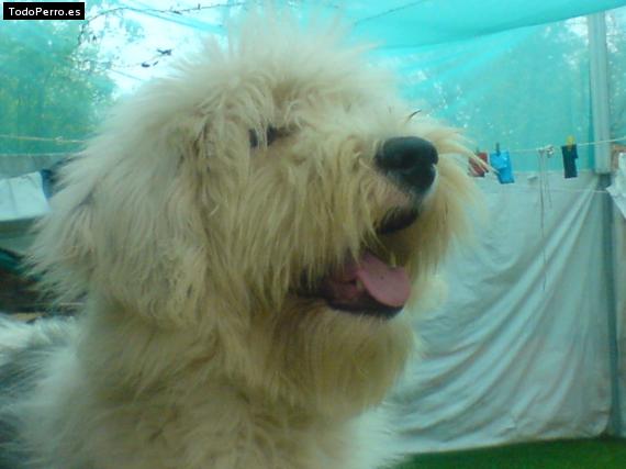 La foto del perro Mota Foto del perro Mota