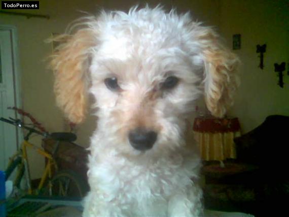Foto del perro Yeti