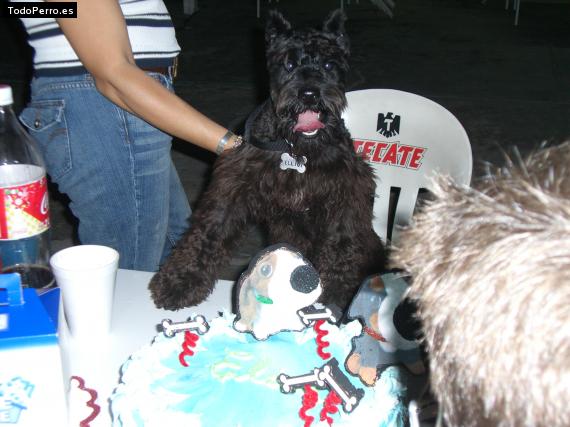 La foto del perro