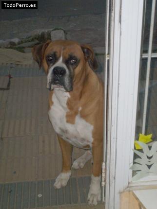 Foto del perro Teo
