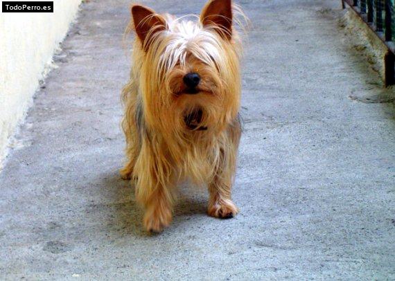 La foto del perro Gorcho Foto del perro Gorcho