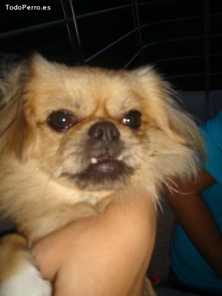 Foto del perro Takito