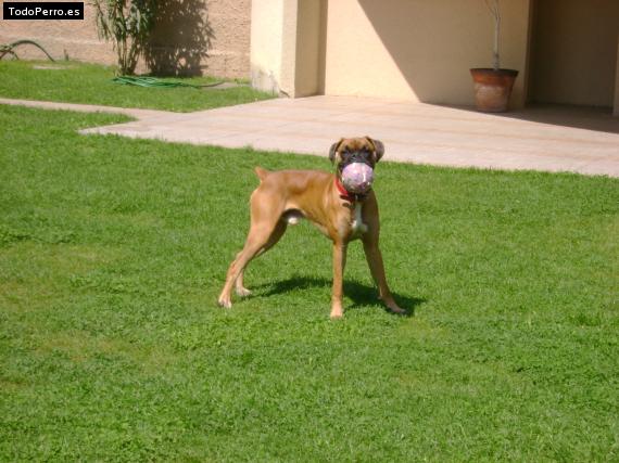 La foto del perro Martin Foto del perro Martin