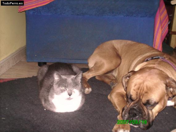 La foto del perro Juda Foto del perro Juda