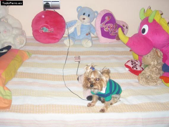 La foto del perro
