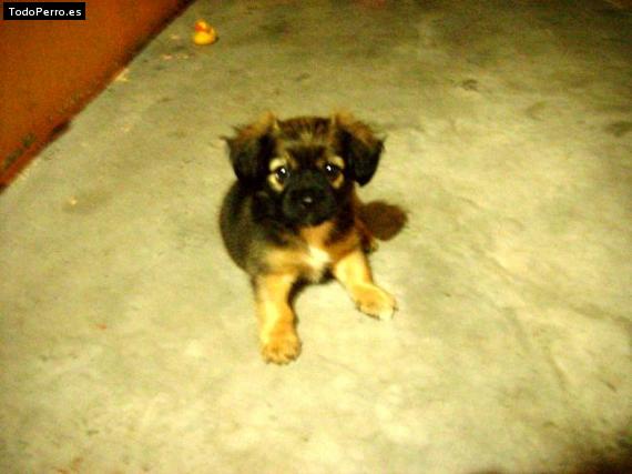 Foto del perro Chanel