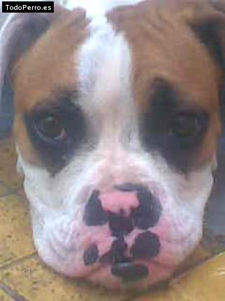 La foto del perro Muñeca Foto del perro Muñeca