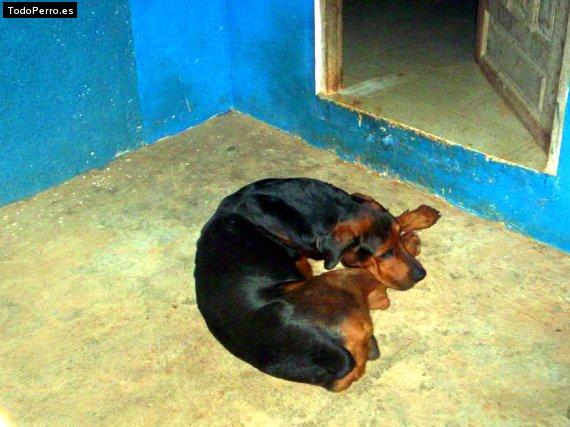 Foto del perro Bad