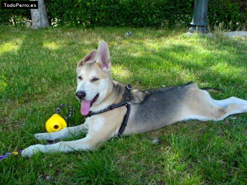 Foto del perro Johnny