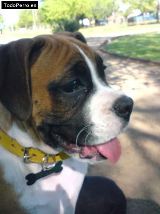 La foto del perro Martin Foto del perro Martin