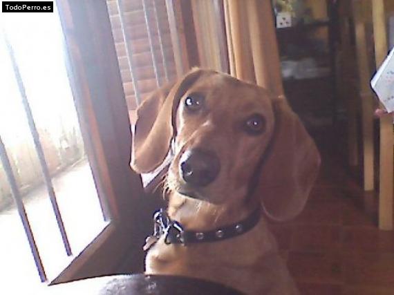 Foto del perro Homero